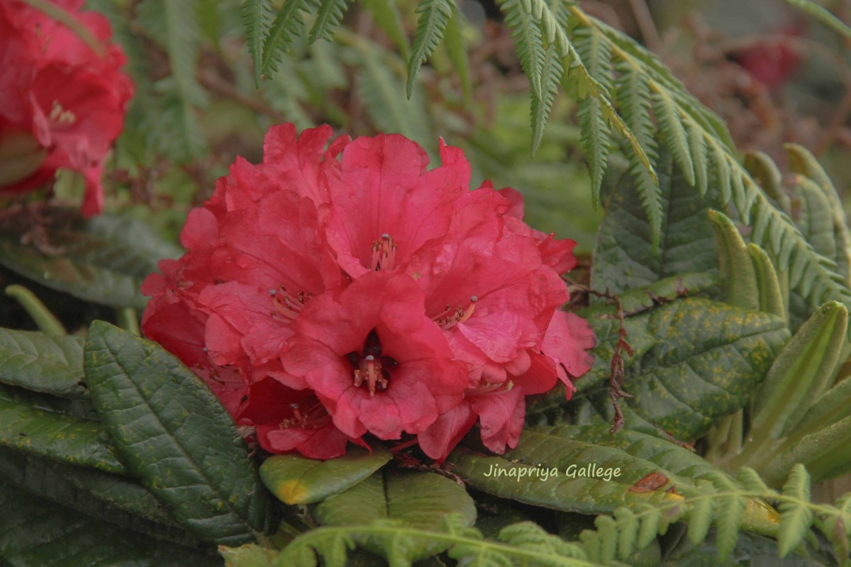 Rhododendron arboreum subsp. zeylanicum (Booth) Tagg